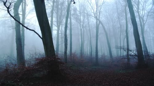 Wunderschöne Naturaufnahme einer atemberaubenden Landschaft mit Bäumen in einem Wald, Wäldern in nebligem Nebelblau