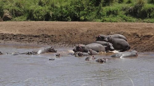 Hippopotamus, hippopotamus amphibius, Group standing in River, Masai Mara park in Kenya, slow motion