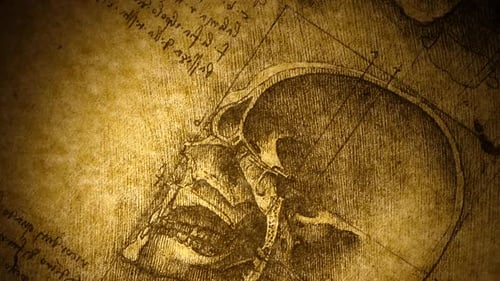 Anatomy Art Drawing