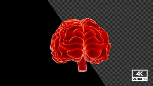 Rotating Red Glowing Human Brain 3D Animation