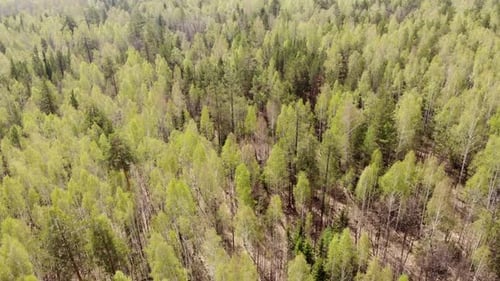 Early Autumn in Forest Aerial Top View