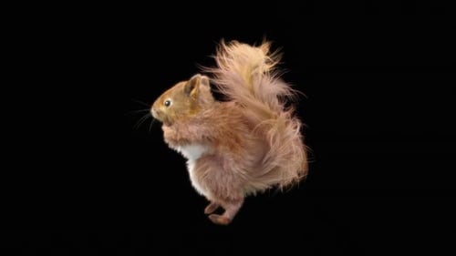Realistic Red Squirrel Standing Animation