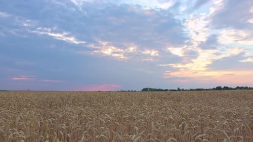 Gold Wheat Field At Sunset