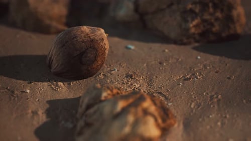 Brown Coconut Beach Sand