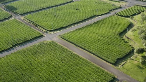 A drone shot overlooking a large green tea field. aerial.