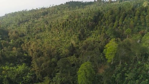 Aerial View of Dense Tropical Forest on Hillside