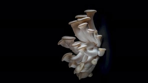 Fresh Oyster Mushrooms Against Black Background