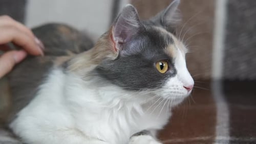 Girl Hand on the Cat