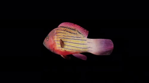 Blick auf Fische mit roten Streifen von der Rückseite