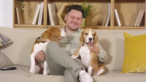 Happy Man Cuddling Beagle Dogs on Sofa at Home