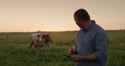 Senior Farmer Works in a Pasture Uses a Tablet