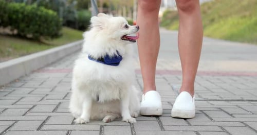 Pomeranian dog in the park