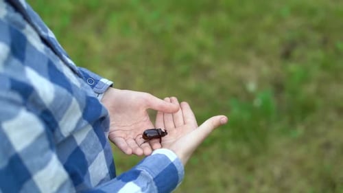 Stag Beetle Crawling in Person's Hand