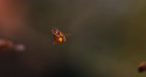 901246 European Honey Bee, apis mellifera, Black Bee in Flight, Return to the Hive with Balls Loaded