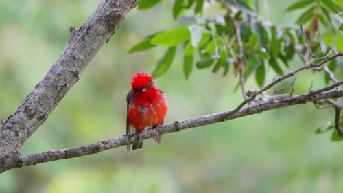 Papamoscas escarlata calvo y húmedo posado en la rama de un árbol contra un hermoso follaje con gotas de lluvia fal
