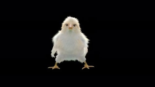 Cute Realistic Fluffy Baby Chick Element