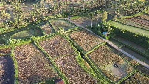 Aerial view of morning in rice field Bali in traditional village