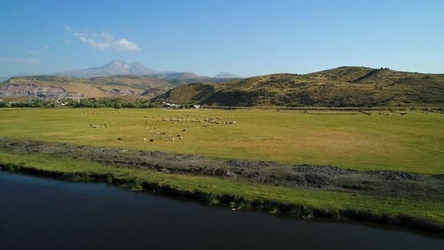 Aerial View Sheep Herd And Lake