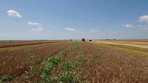 Weed Infested Cereal Crops