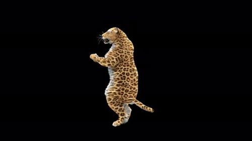 Leopard Dancing 4K