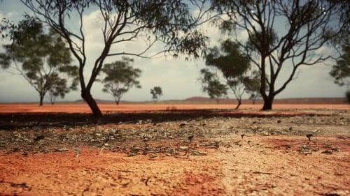 Arid Desert Landscape with Sparse Trees and Slowly Panning Camera