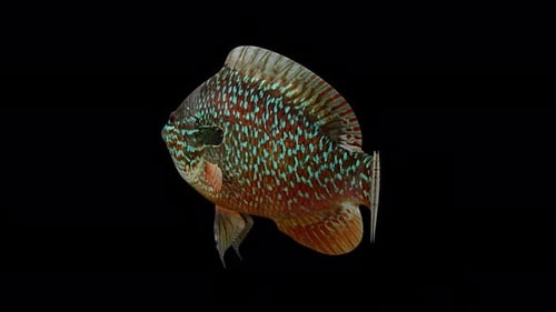 Longear Sunfish Back View