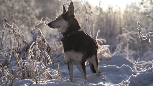 Dog Standing Alert in Snowy Winter Landscape