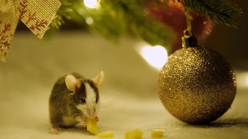Cute Mouse Eating Cheese Under Christmas Tree