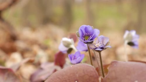 Hepatica First Spring Flowers