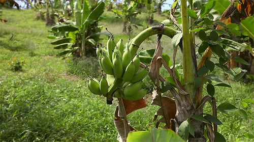 Bananas