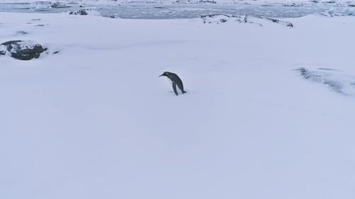 Solitary Penguin Walks on Snow in Winter