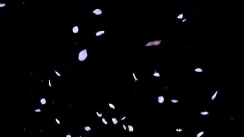 Delicate Flower Petals Falling on Black Background
