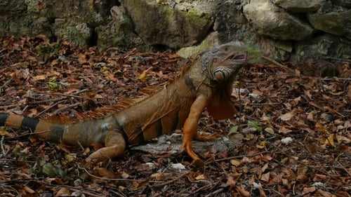 Iguana in tropical forest