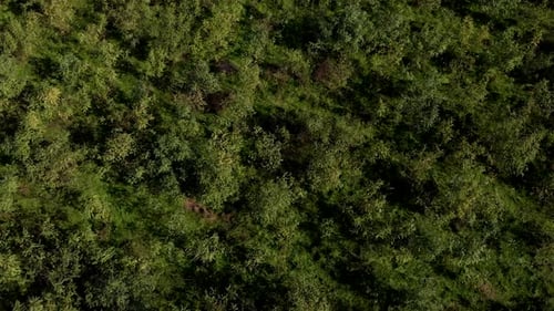 Aerial view over forest, revealing a valley with meadows and hills, sunny, summer day - tilt up, dro