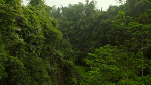 Drohnenflug durch den tiefen Dschungel Bali Indonesien