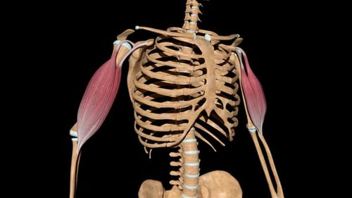 Human Arm Muscle Contraction and Relaxation on Skeleton Animation