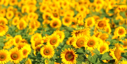 Sunflowers