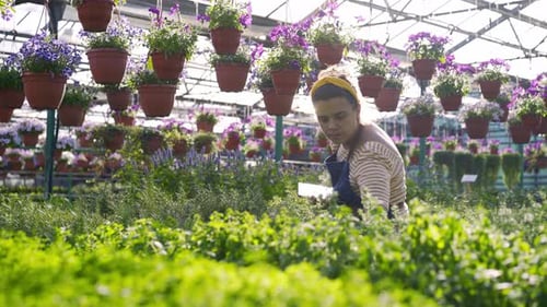 Un jardinier avec tablette prend du thym frais en pot dans une serre