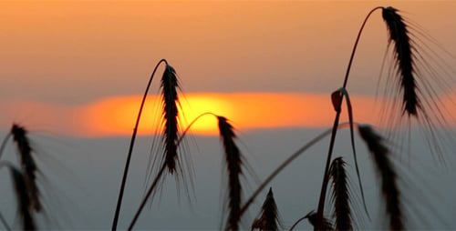 Silhouetted Wheat Field at Golden Sunset