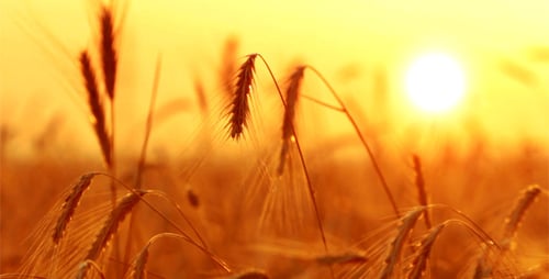 Golden Wheat Field at Sunrise or Sunset