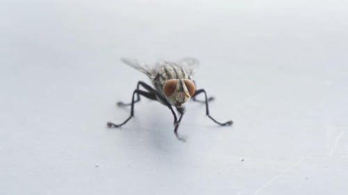 Close up of a fly with wings and legs isolated on grey background. A black insect, Animal bug.