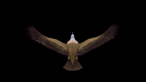 Asian Vulture - Himalayan Griffon - Flying Bird - Back View - Transparent Loop