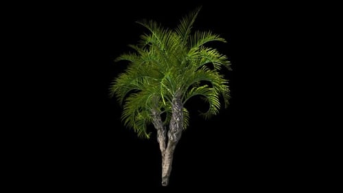 Date Tree