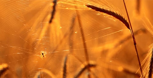 Spider Web on Wheat Plant at Sunrise