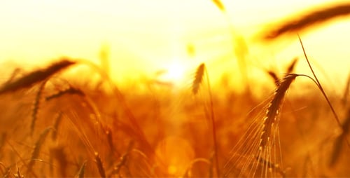 Wheat Field at Sunset in Rural Area