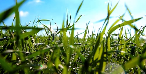 Green Grass