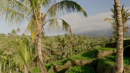 Serene Drone View of Rice Terraces with Coconut Trees in Area and Clear Skies
