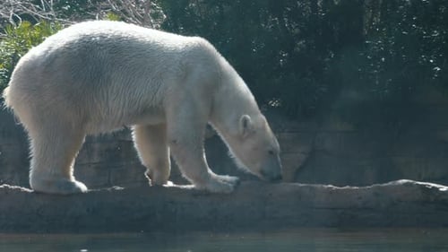 Polar Bear