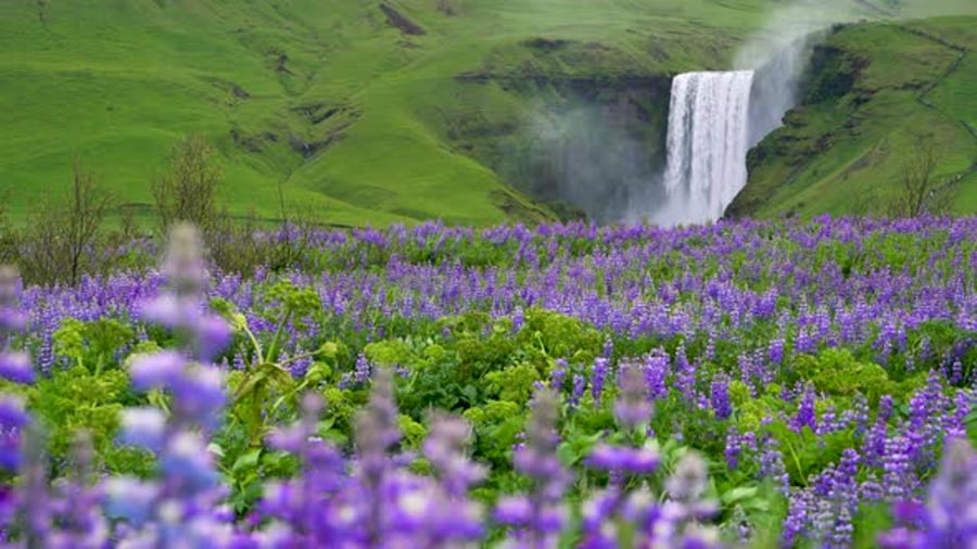 Cover for Skogafoss Waterfall in Iceland in Summer