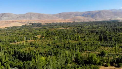Bosque y monte